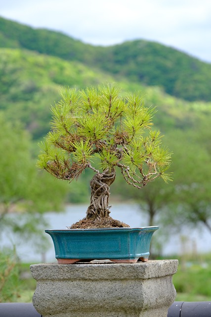 bonsai, pine tree, pine bonsai, nature, potted plant, plant, gardening